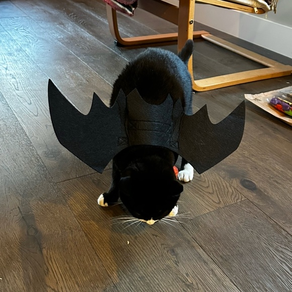 Cute Cat or Dog Halloween Costume Black Bat Wings with Bells - Picture 7 of 7